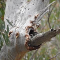 Aegotheles cristatus at Acton, ACT - suppressed