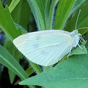 Pieris rapae at Nambucca Heads, NSW - 28 Oct 2022