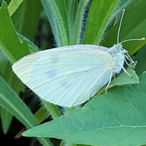 Pieris rapae at Nambucca Heads, NSW - 28 Oct 2022