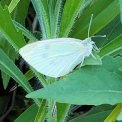 Pieris rapae at Nambucca Heads, NSW - 28 Oct 2022 05:12 PM