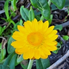 Xerochrysum bracteatum (Golden Everlasting) at Nambucca Heads, NSW - 28 Oct 2022 by trevorpreston