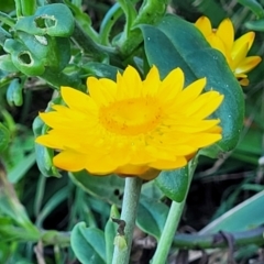 Xerochrysum bracteatum at Nambucca Heads, NSW - 28 Oct 2022