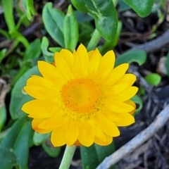 Xerochrysum bracteatum at Nambucca Heads, NSW - 28 Oct 2022 04:52 PM