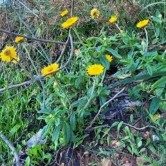 Xerochrysum bracteatum at Nambucca Heads, NSW - 28 Oct 2022 04:52 PM