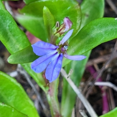 Lobelia anceps (Angled Lobelia) at Nambucca Heads, NSW - 28 Oct 2022 by trevorpreston