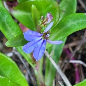 Lobelia anceps at Nambucca Heads, NSW - 28 Oct 2022