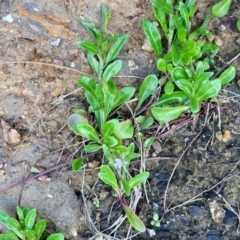 Lobelia anceps at Nambucca Heads, NSW - 28 Oct 2022 04:51 PM