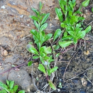 Lobelia anceps at Nambucca Heads, NSW - 28 Oct 2022 04:51 PM