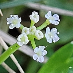 Apium prostratum at Nambucca Heads, NSW - 28 Oct 2022