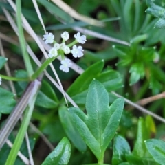 Apium prostratum at Nambucca Heads, NSW - 28 Oct 2022