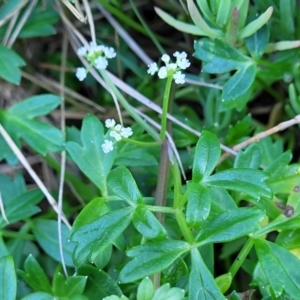 Apium prostratum at Nambucca Heads, NSW - 28 Oct 2022