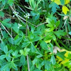 Apium prostratum at Nambucca Heads, NSW - 28 Oct 2022