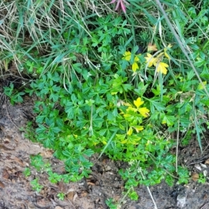 Apium prostratum at Nambucca Heads, NSW - 28 Oct 2022 04:51 PM