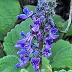 Plectranthus graveolens at Nambucca Heads, NSW - 28 Oct 2022 by trevorpreston