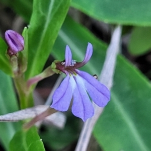 Lobelia anceps at Nambucca Heads, NSW - 28 Oct 2022 04:49 PM