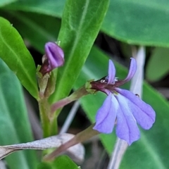 Lobelia anceps at Nambucca Heads, NSW - 28 Oct 2022 04:49 PM