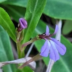 Lobelia anceps at Nambucca Heads, NSW - 28 Oct 2022