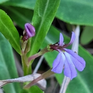 Lobelia anceps at Nambucca Heads, NSW - 28 Oct 2022