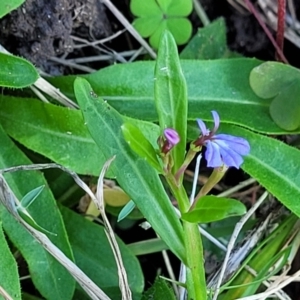 Lobelia anceps at Nambucca Heads, NSW - 28 Oct 2022