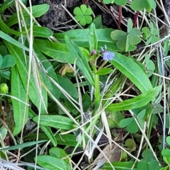 Lobelia anceps at Nambucca Heads, NSW - 28 Oct 2022 04:49 PM