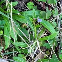 Lobelia anceps at Nambucca Heads, NSW - 28 Oct 2022