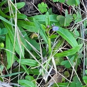 Lobelia anceps at Nambucca Heads, NSW - 28 Oct 2022 04:49 PM