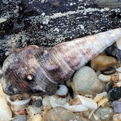 Unidentified Sea Shell, Sea Slug or Octopus (Mollusca) at Nambucca Heads, NSW - 28 Oct 2022 by trevorpreston