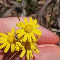 Senecio madagascariensis (Madagascan Fireweed, Fireweed) at Murrumbucca, NSW - 28 Oct 2022 by JediNME