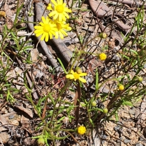 Senecio madagascariensis at Murrumbucca, NSW - 28 Oct 2022