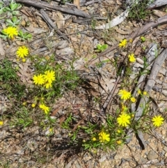 Senecio madagascariensis at Murrumbucca, NSW - 28 Oct 2022