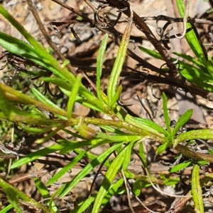 Senecio madagascariensis at Murrumbucca, NSW - 28 Oct 2022