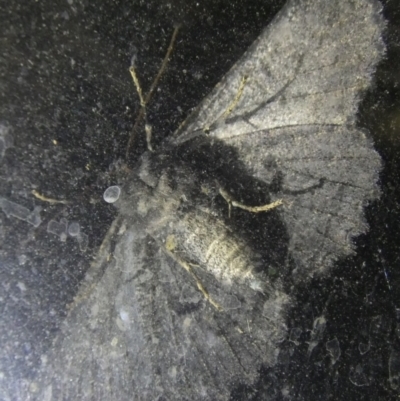 Melanodes anthracitaria (Black Geometrid) at Borough, NSW - 27 Oct 2022 by Paul4K