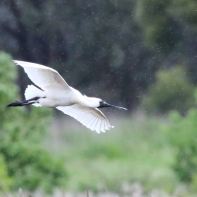 Platalea regia (Royal Spoonbill) at Fyshwick, ACT - 27 Oct 2022 by RodDeb