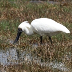 Platalea regia at Fyshwick, ACT - 27 Oct 2022