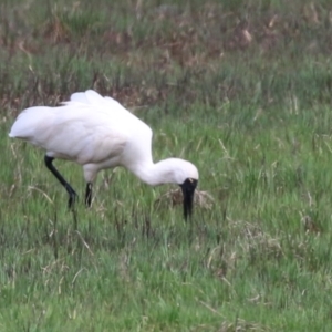 Platalea regia at Fyshwick, ACT - 27 Oct 2022