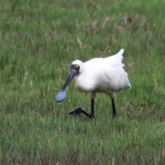 Platalea regia at Fyshwick, ACT - 27 Oct 2022