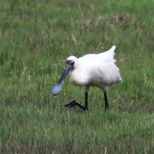 Platalea regia at Fyshwick, ACT - 27 Oct 2022 01:12 PM