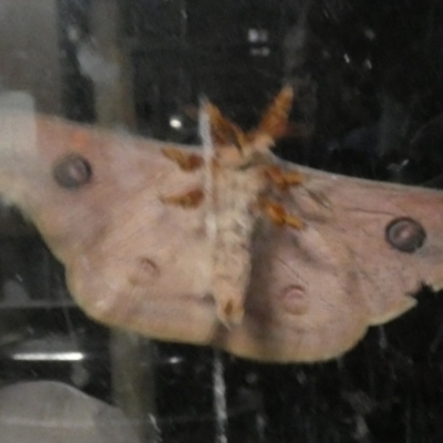 Opodiphthera eucalypti (Emperor Gum Moth) at QPRC LGA - 27 Oct 2022 by Paul4K