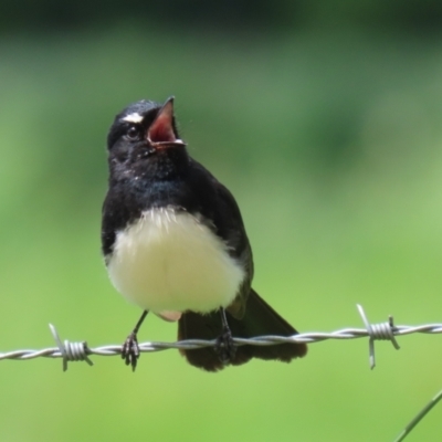 Rhipidura leucophrys (Willie Wagtail) at Jerrabomberra Wetlands - 27 Oct 2022 by RodDeb