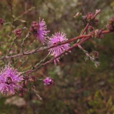 Kunzea parvifolia (Violet Kunzea) at Weetangera, ACT - 24 Sep 2022 by pinnaCLE