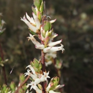 Brachyloma daphnoides at Weetangera, ACT - 24 Sep 2022