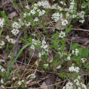 Asperula conferta at Bungendore, NSW - 27 Oct 2022 01:17 PM