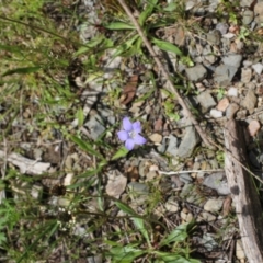 Wahlenbergia sp. (Bluebell) at Bungendore, NSW - 27 Oct 2022 by inquisitive