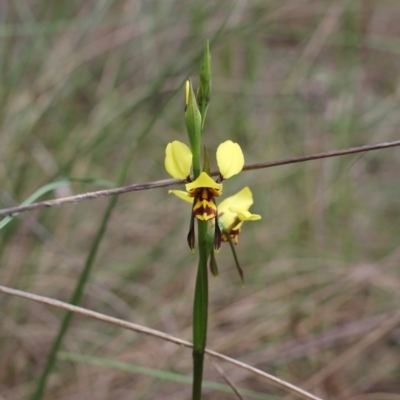 Diuris sulphurea (Tiger Orchid) at Bungendore, NSW - 27 Oct 2022 by inquisitive