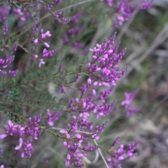 Comesperma ericinum (Heath Milkwort) at Bungendore, NSW - 27 Oct 2022 by inquisitive