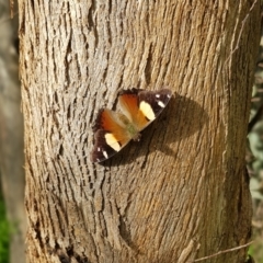 Vanessa itea (Yellow Admiral) at Coree, ACT - 28 Oct 2022 by JaneCarter