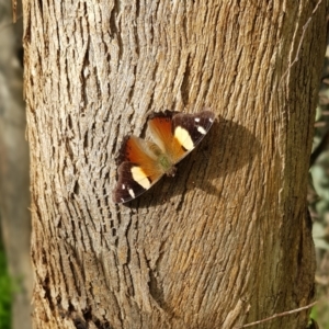 Vanessa itea at Coree, ACT - 28 Oct 2022