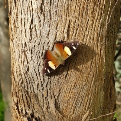 Vanessa itea (Yellow Admiral) at Coree, ACT - 28 Oct 2022 by JaneCarter