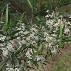 Olearia lirata (Snowy Daisybush) at Bungendore, NSW - 27 Oct 2022 by inquisitive