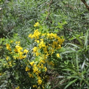 Genista monspessulana at Bungendore, NSW - 27 Oct 2022